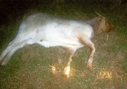 قانون أسترالي لحظر تصدير الأغنام إلى الكويت ودول المنطقة