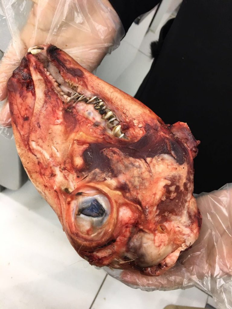 مواد غذائية غير صالحة للإستهلاك الأدمي في خيطان