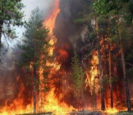 1000 شخص يشاركون في إخماد حرائق الغابات بالصين