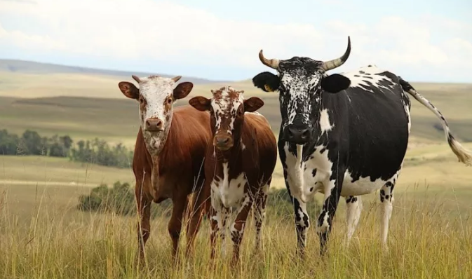 السعودية تحظر استيراد المواشي من جنوب أفريقيا