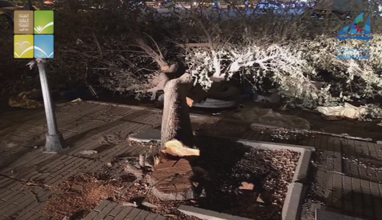 مجمع تجاري يقتلع أشجارًا ونباتات برية لإقامة مواقف خاصة!