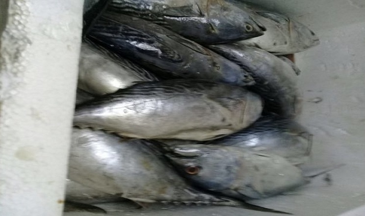 صور | إتلاف 190 كيلو أسماك في المركز البحري