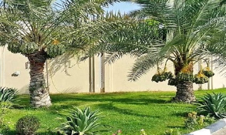 “البلدية والبيئة” تنظم مسابقة نخيل المنازل ضمن فعاليات مهرجان الرطب 19 الجاري