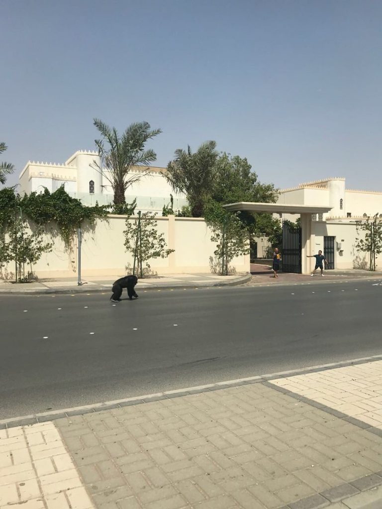 بالڤيديو والصور | غوريلا تتجول بأحد شوارع الرياض في السعودية