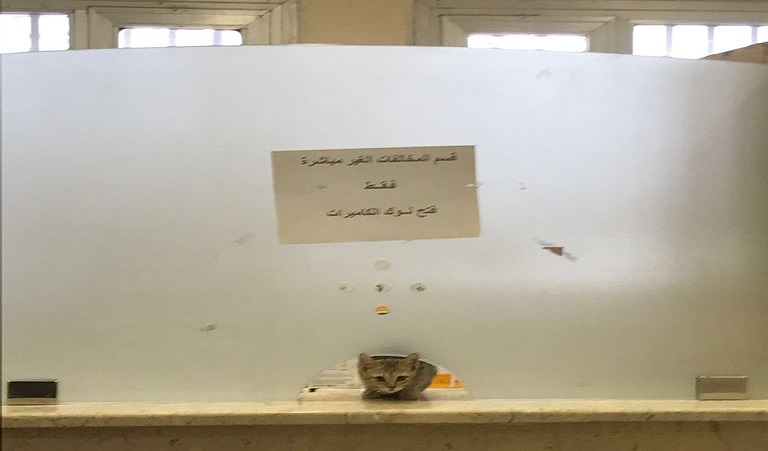 صورة | قطة تستقبل المراجعين في  قسم دفع المخالفات غير المباشرة بـ”مرور العاصمة”
