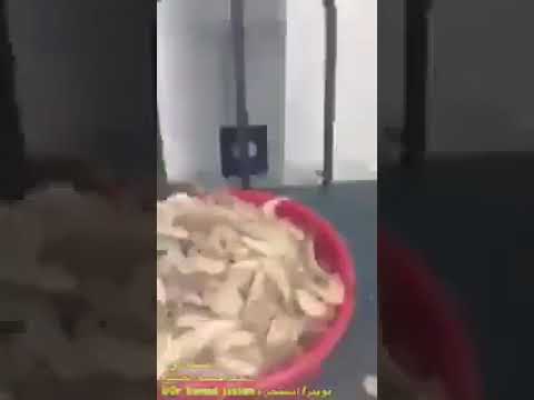 فيديو| بعد “مسامير” الزبيدي.. مواطن يرصد الغش في سلات الربيان