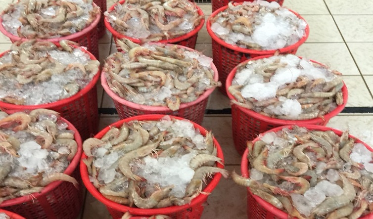 بالصور | كميات الروبيان والميد والزبيدي تنتظر المزاد في سوق الأسماك