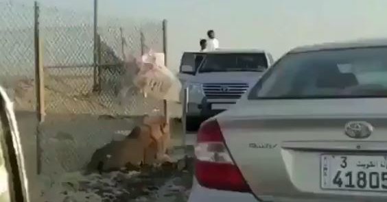 الزراعة: سيطرنا على أسد #كبد .. بزمن قياسي
