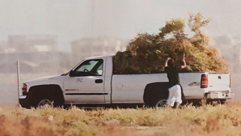 عادل السعدون عن اقتلاع النباتات: جريمة بحق البيئة