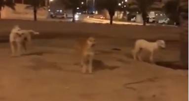 فيديو| الليل يجمع شمل الكلاب الضالة في سعد العبدالله