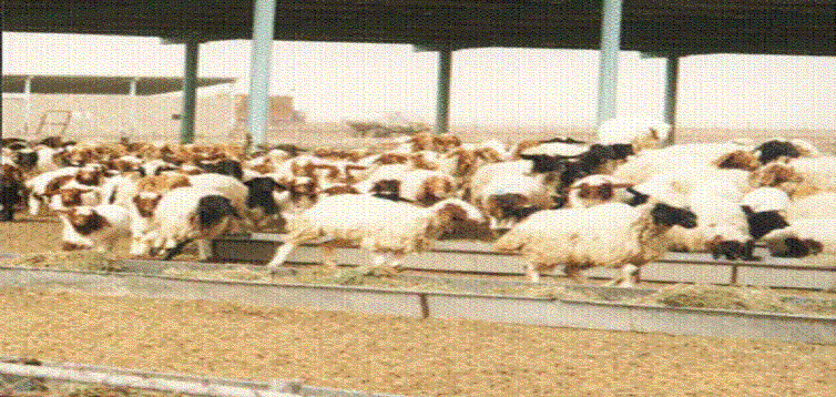 800 جاخور أغنام في كبد جاهزة للتوزيع