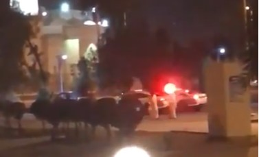 فيديو| دوريات الشرطة توقف مركبة مشتبه بها في #الفيحاء