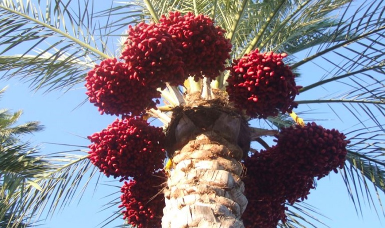 #مصر الأولى عالميًا في إنتاج البلح والتمور