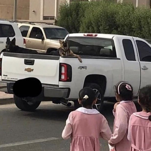 صورة | كلاب في سيارة “مستهتر” تُفزع “طالبات” أثناء خروجهن من #المدرسة!!