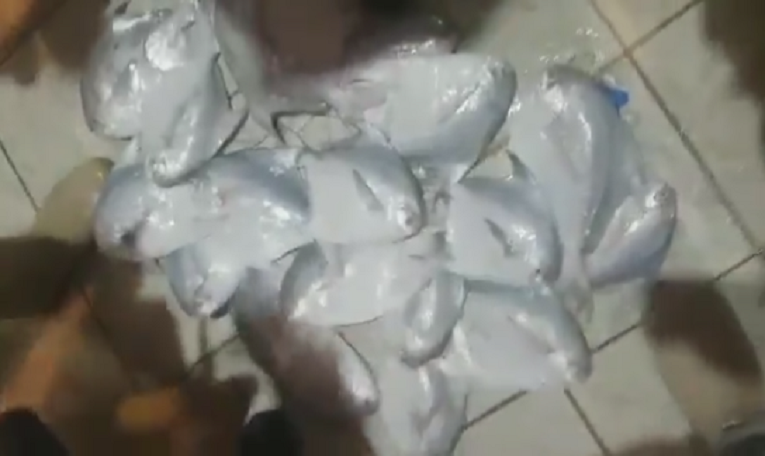بالفيديو ..شاهد كود #الزبيدي يعادل سعر ذبيحتين!