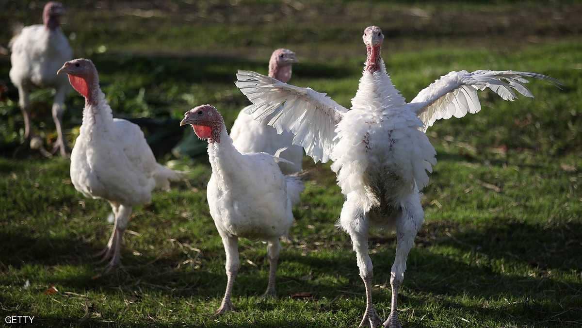 الجيش الأميركي يدعم قواته بـ 10 آلاف ديك رومي