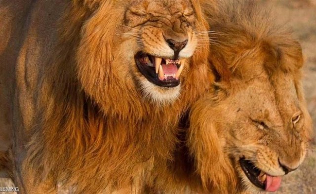 صورة لـ أسدين يضحكان تجتاح الإنترنت