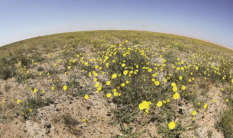 15 % من مساحة الكويت.. محميات طبيعية