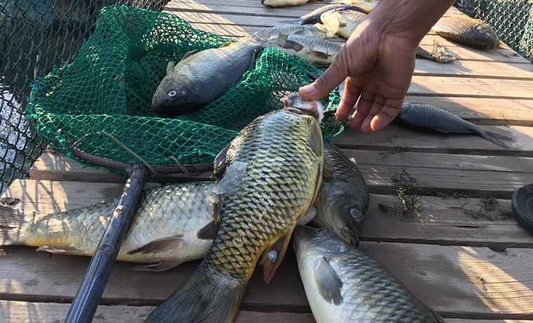 عشرات الآلاف من الأسماك المسمومة تنذر بكارثة نفوق في العراق