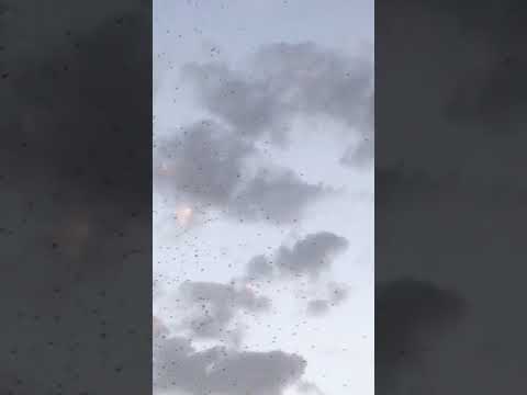 فيديو| الحشرات تغزو مدينة صباح الاحمد بكميات هائلة