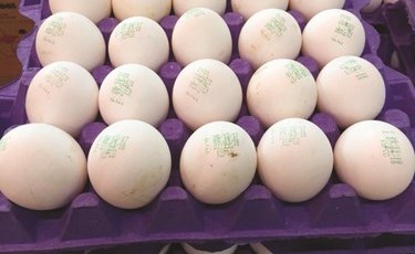 البيض التركي على موائد الكويتيين.. قريباً