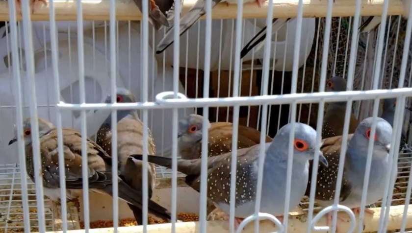 هيئة الغذاء تصدر بيانا حول تفشي مرض انفلونزا الطيور