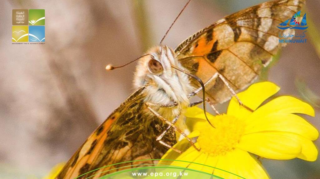 انتشار كبير لفراشة “السيدة الملونة” بصحراء الكويت
