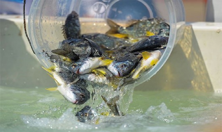 إطلاق 120 ألفا من أسماك الشعم والسبيطي والوشم في مياه الكويت لأول مرة