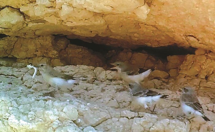 تسجيل أول رصد لتفريخ طائر «الأبلق العربي الفنش» بالكويت