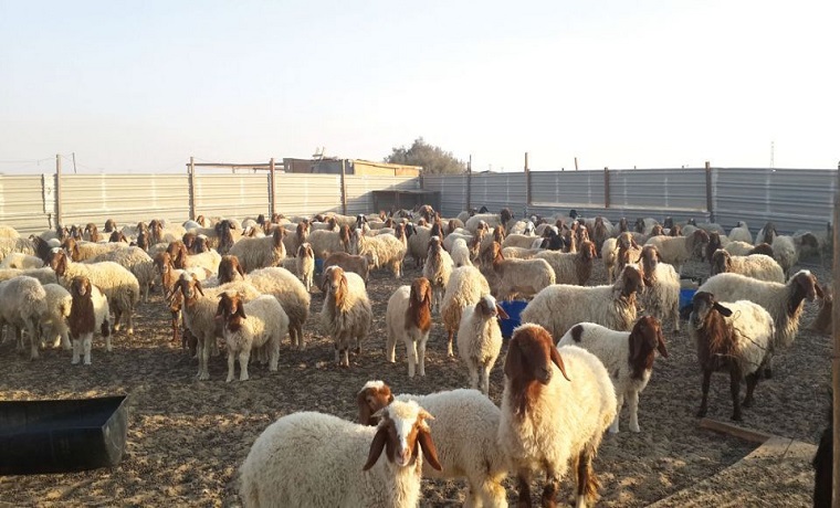 حظر تصدير الأغنام والماعز المحلية والمستوردة