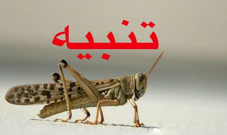 الزراعة للمواطنين: لا تأكلوا الجراد