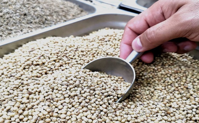 أعشاب طبيعية وعلاجات بديلة استخدمها الكويتيون قديمًا في التداوي
