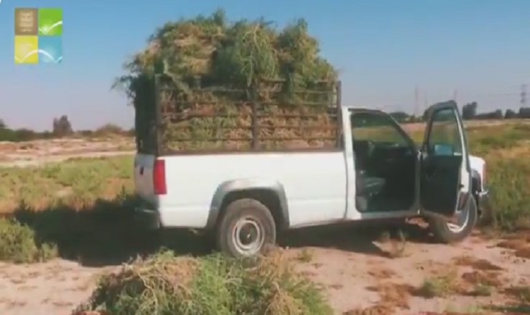 جريمة بحق النباتات البرية على الدائري الرابع