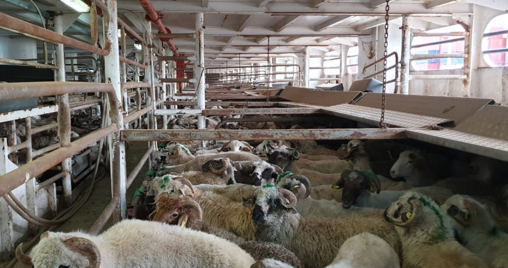 “المواشي”: وصول الشحنة الأولى من الأغنام الرومانية ميناء الشويخ