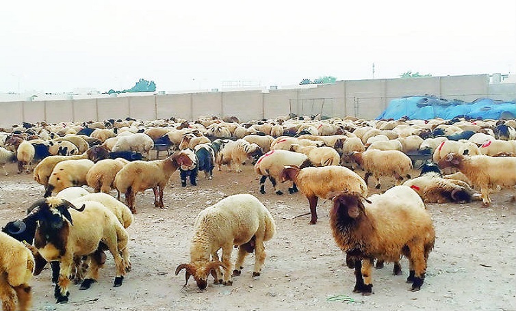 بالأسماء.. هيئة الغذاء تكشف عن 4 مسالخ مؤقتة لاستقبال الأضاحي غدًا