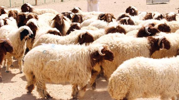 1400 أضحية وزعها البنك الكويتي للطعام.. أمس