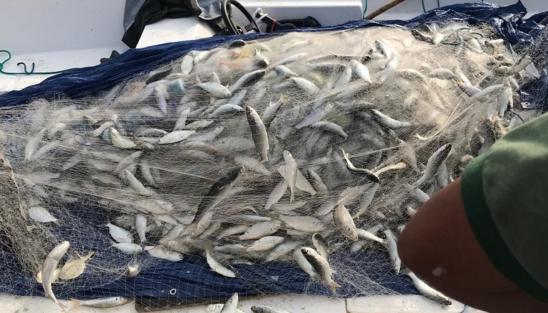 آخر تطورات سوق السمك صباح اليوم