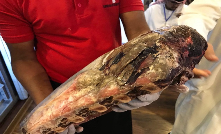 بيع الأغذية الفاسدة.. عقوبة مغلظة جدًا لكن لم تطبق على أي تاجر حتى الآن