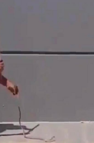 جامعة #الكويت: فيديو الثعبان بـ #الشدادية…غير صحيح
