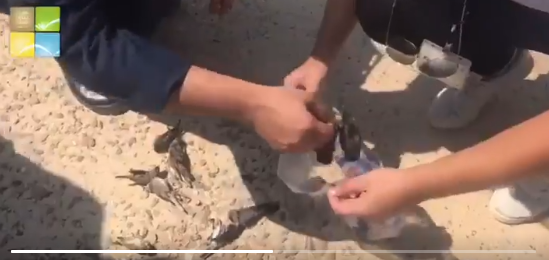 الهيئة العامة للبيئة: ضبط بعض الاشخاص وهم يقومون بالصيد بادوات الصيد الممنوعه