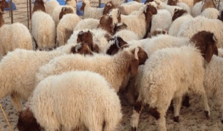 أسعار الأغنام ولعت.. بسبب قرار وزارة التجارة