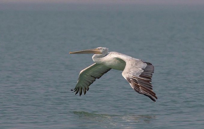 رصد طائر نادر في الكويت