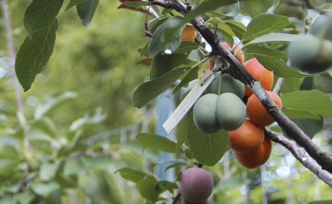 شجرة تنتج 40 نوعا من الفاكهة