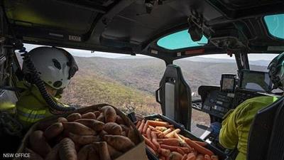 جزر وبطاطا.. استراليا تطعم الحيوانات في الغابات المشتعلة بالنيران