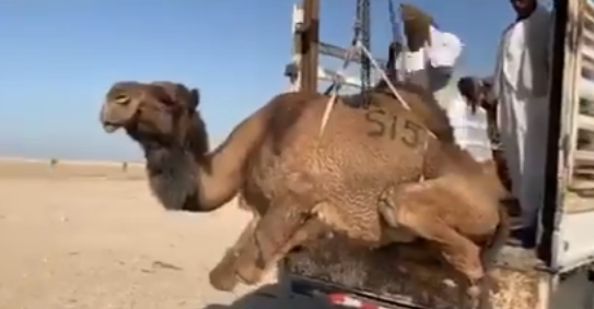 “الزراعة”: حجز “جمال” داخل شبك المطار