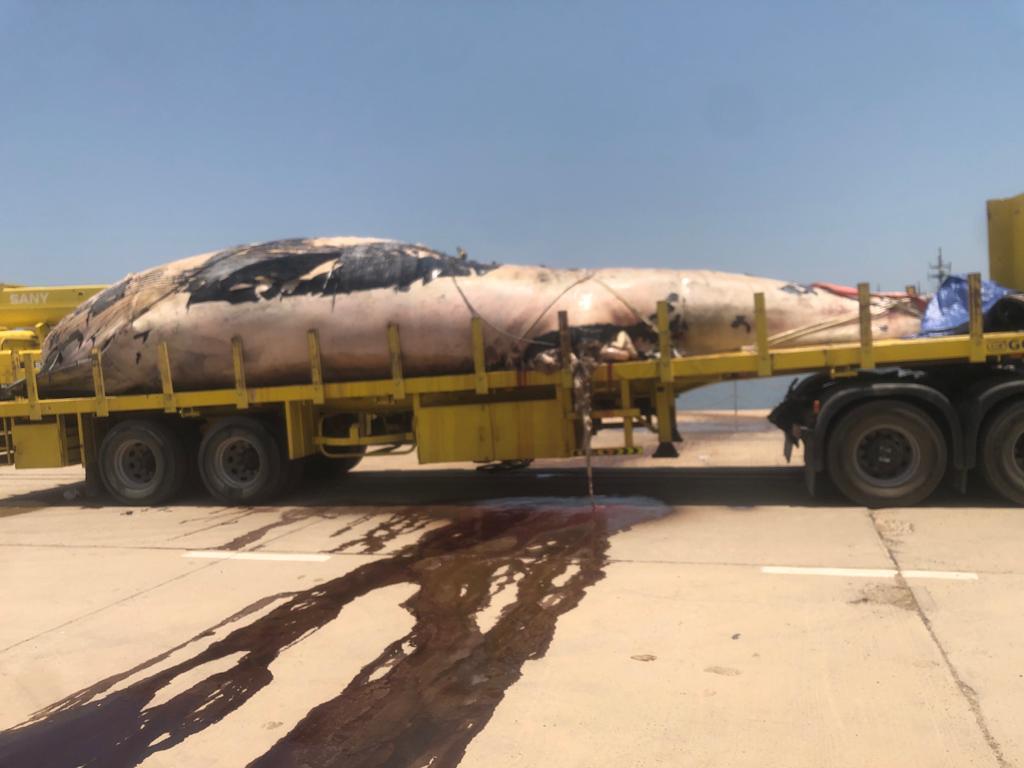 العثور على حوت نافق أمام الكوت البحري