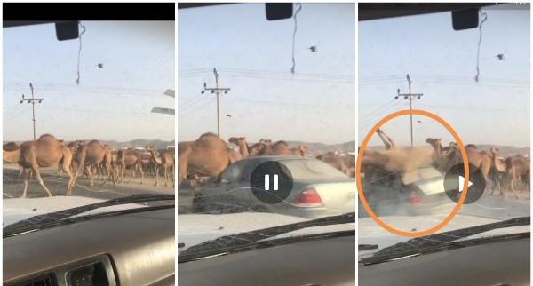 شاهد #فيديو صادم: سيارة مسرعة تدهس قطيع من الإبل