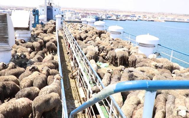 احتجاز سفينة كويتية لنقل الماشية قبالة #أستراليا
