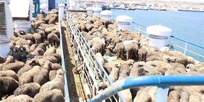 #أستراليا: السماح بتصدير الأغنام إلى #الكويت