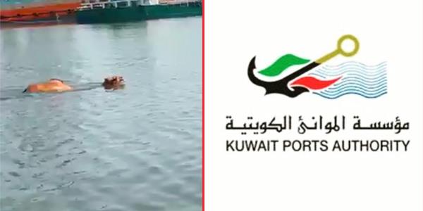 «الموانئ» تحقق في سقوط ناقة أثناء عملية إنزال نياق بميناء الشويخ